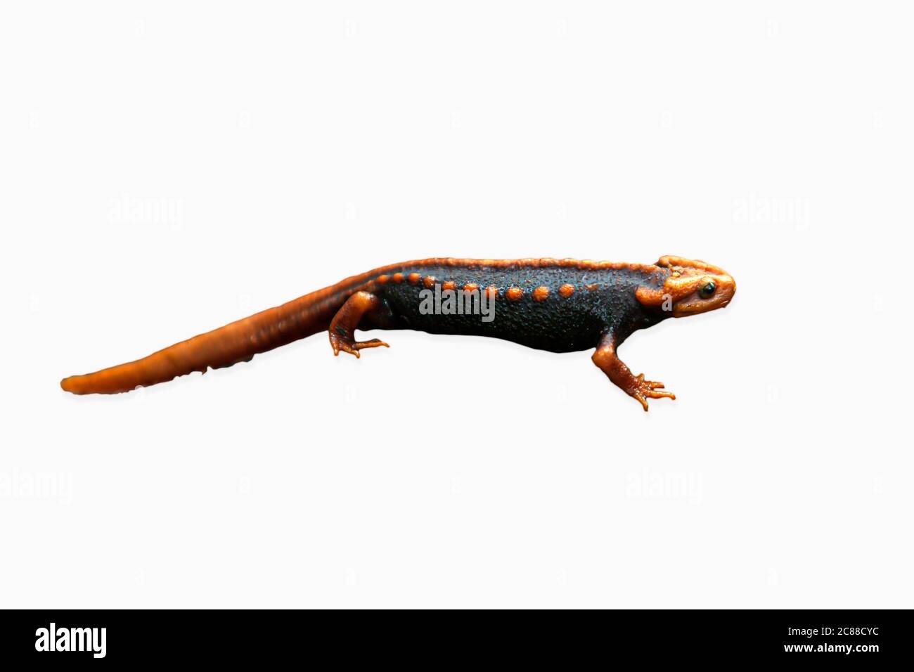 A Himalayan newt isolated on white background with clipping path. Stock Photo