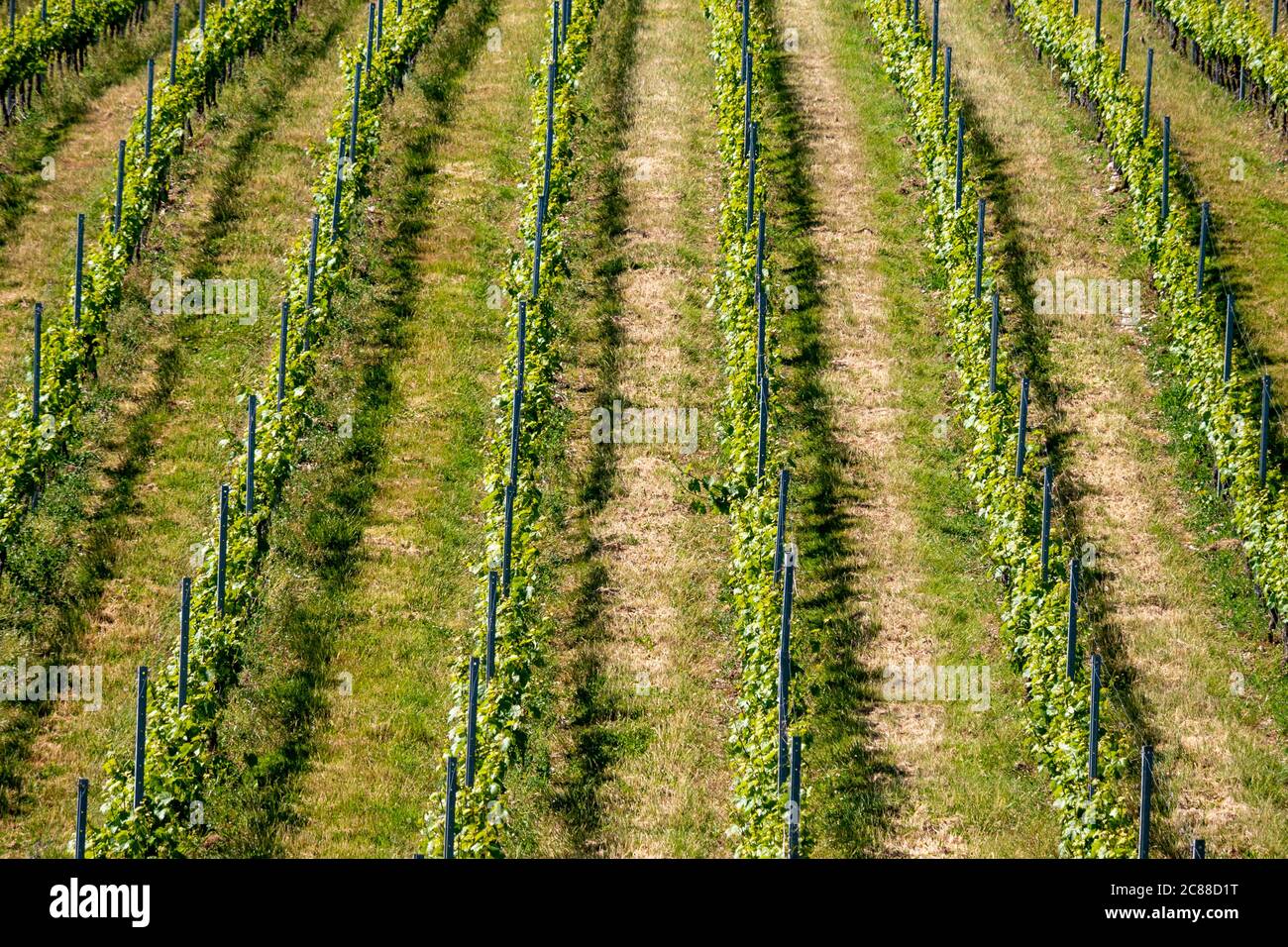 The Wiston Estate Vineyard in the South Downs National Park, West