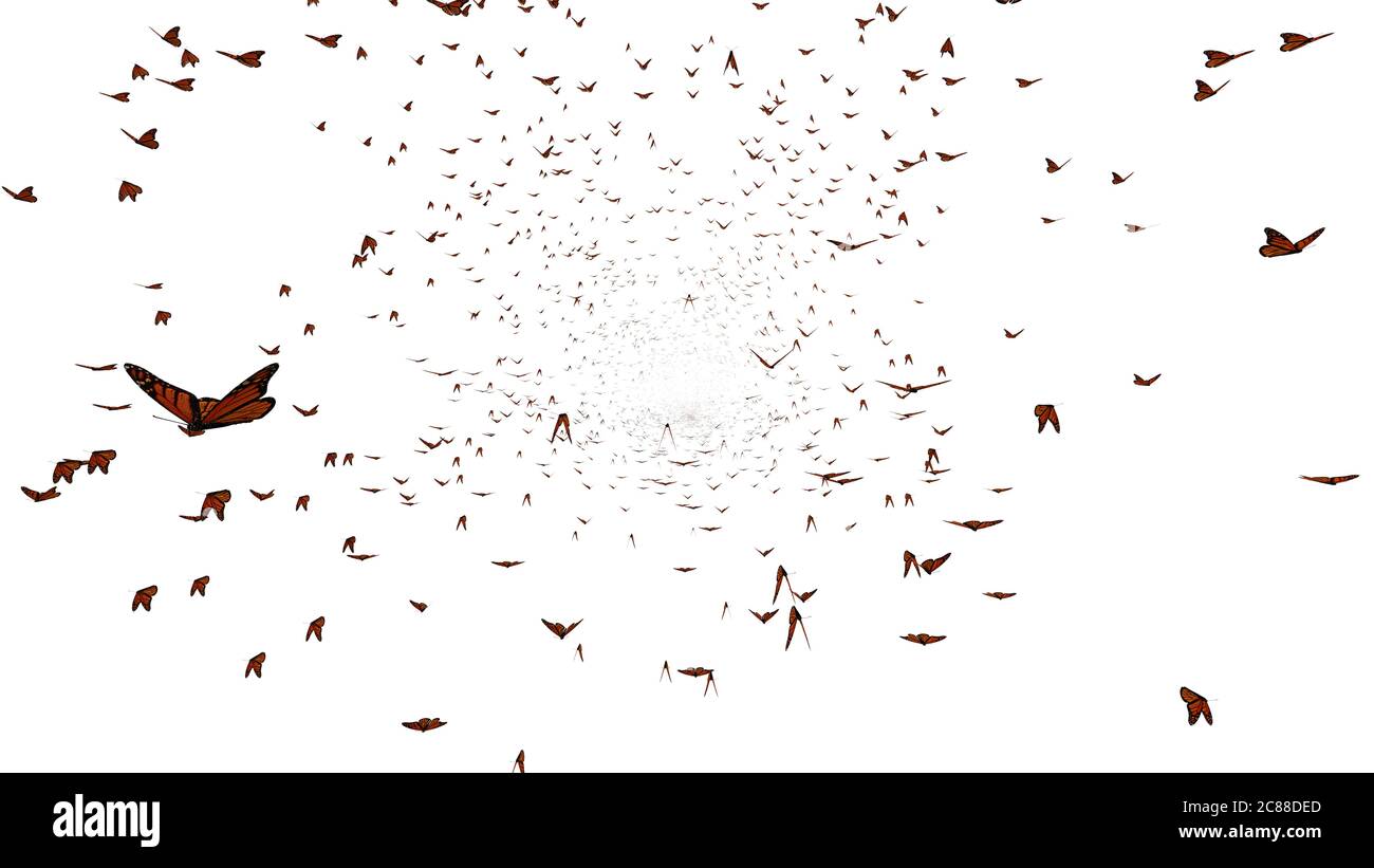 Swarm of butterflies hi-res stock photography and images - Alamy