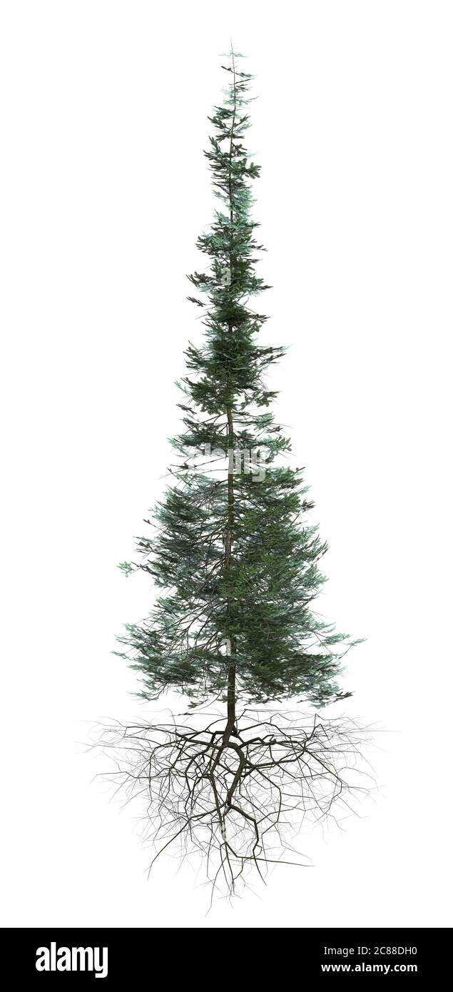 tall conifer tree with roots hovering isolated on white background ...