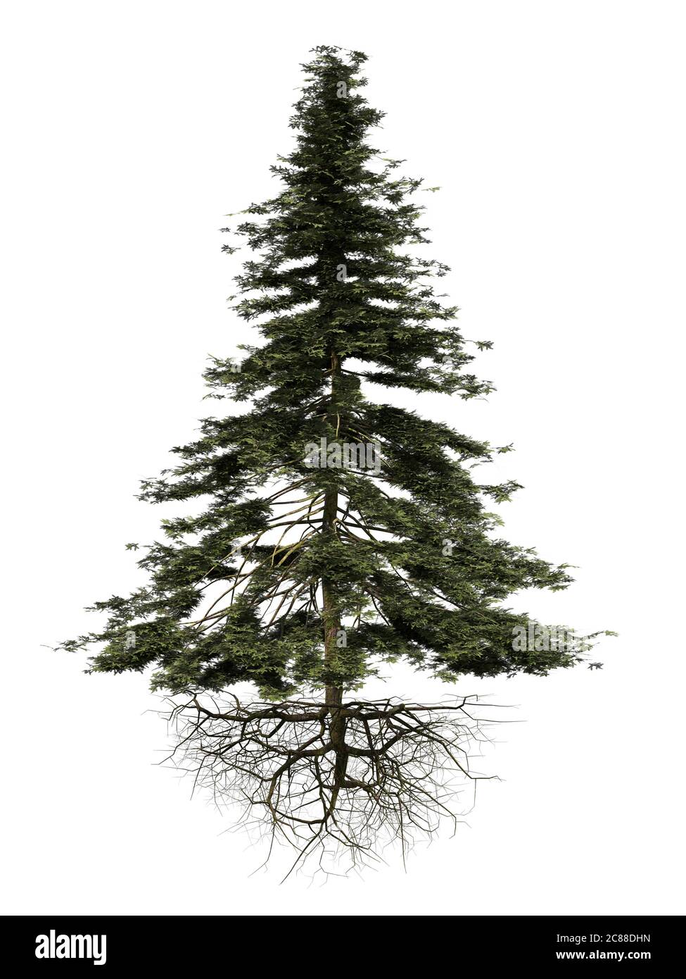 conifer tree with roots isolated on white background Stock Photo Alamy