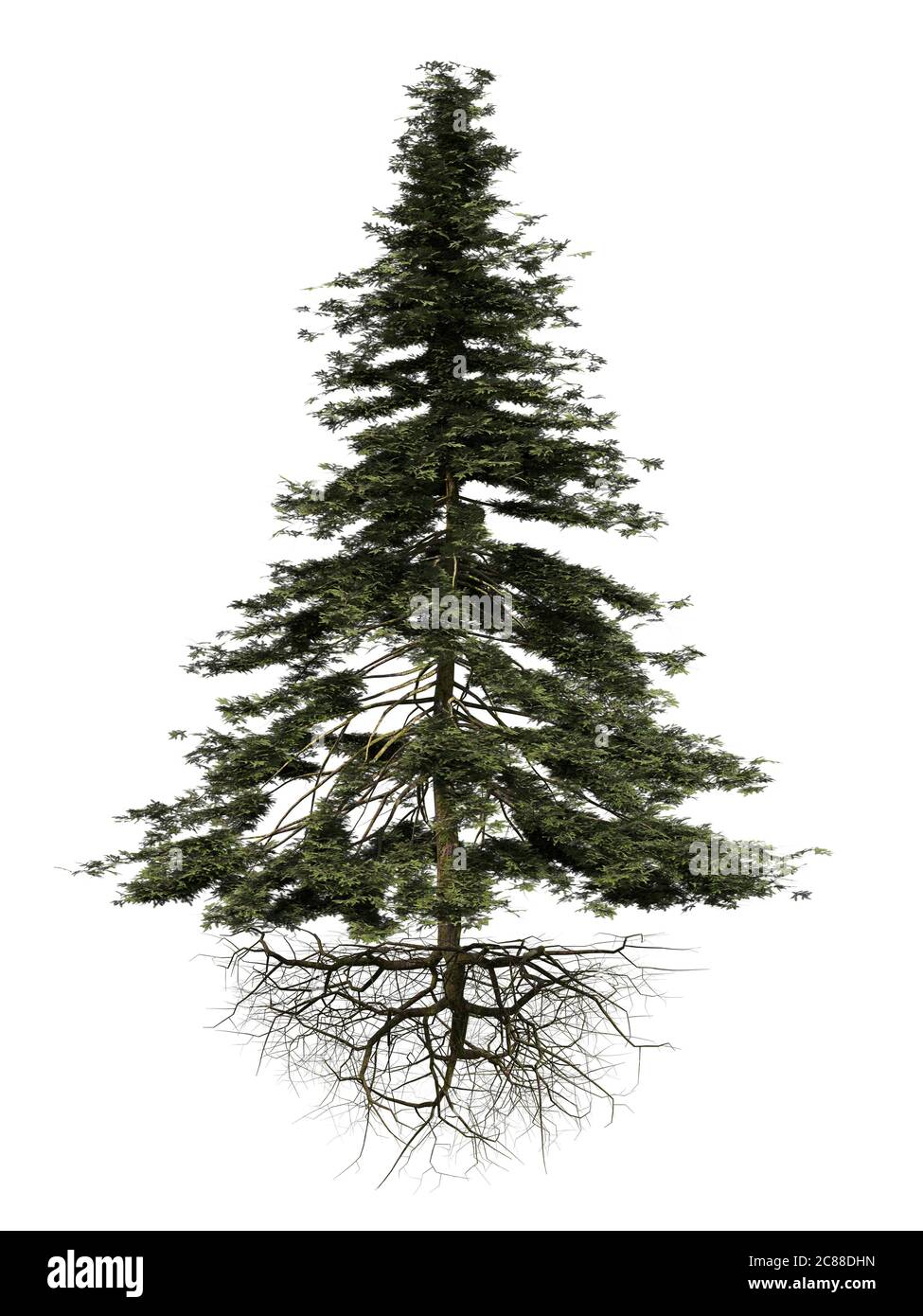 conifer tree with roots isolated on white background Stock Photo