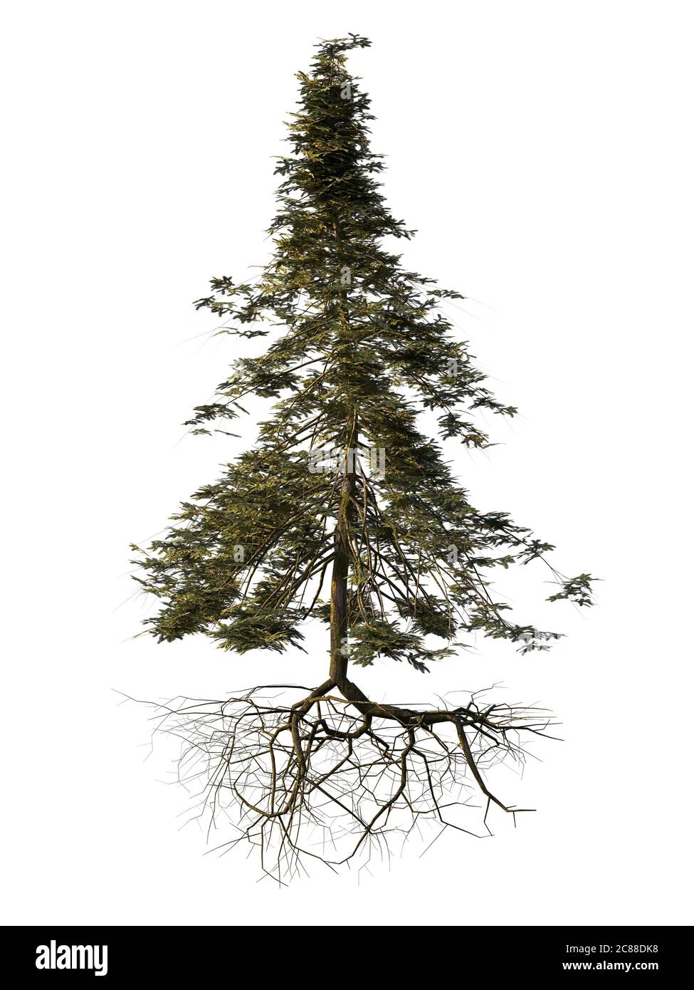 spruce tree with roots isolated on white background Stock Photo