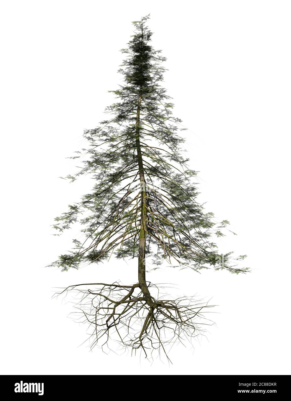 conifer tree with roots hovering isolated on white background Stock Photo