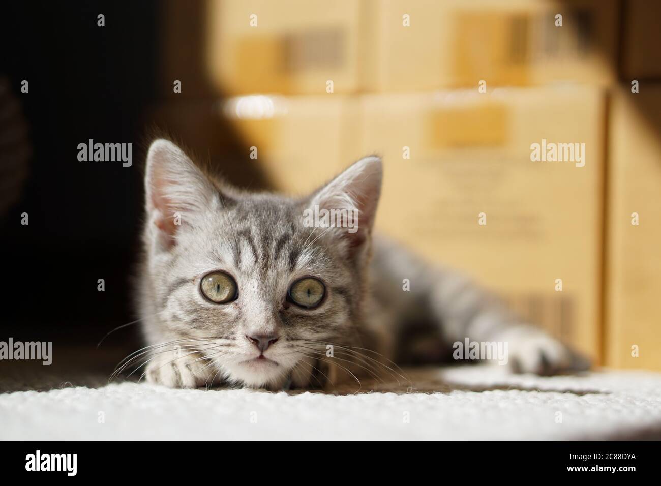 British Shorthair Kitten Stock Photo