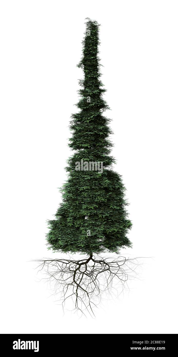 tall conifer tree with roots isolated on white background Stock Photo
