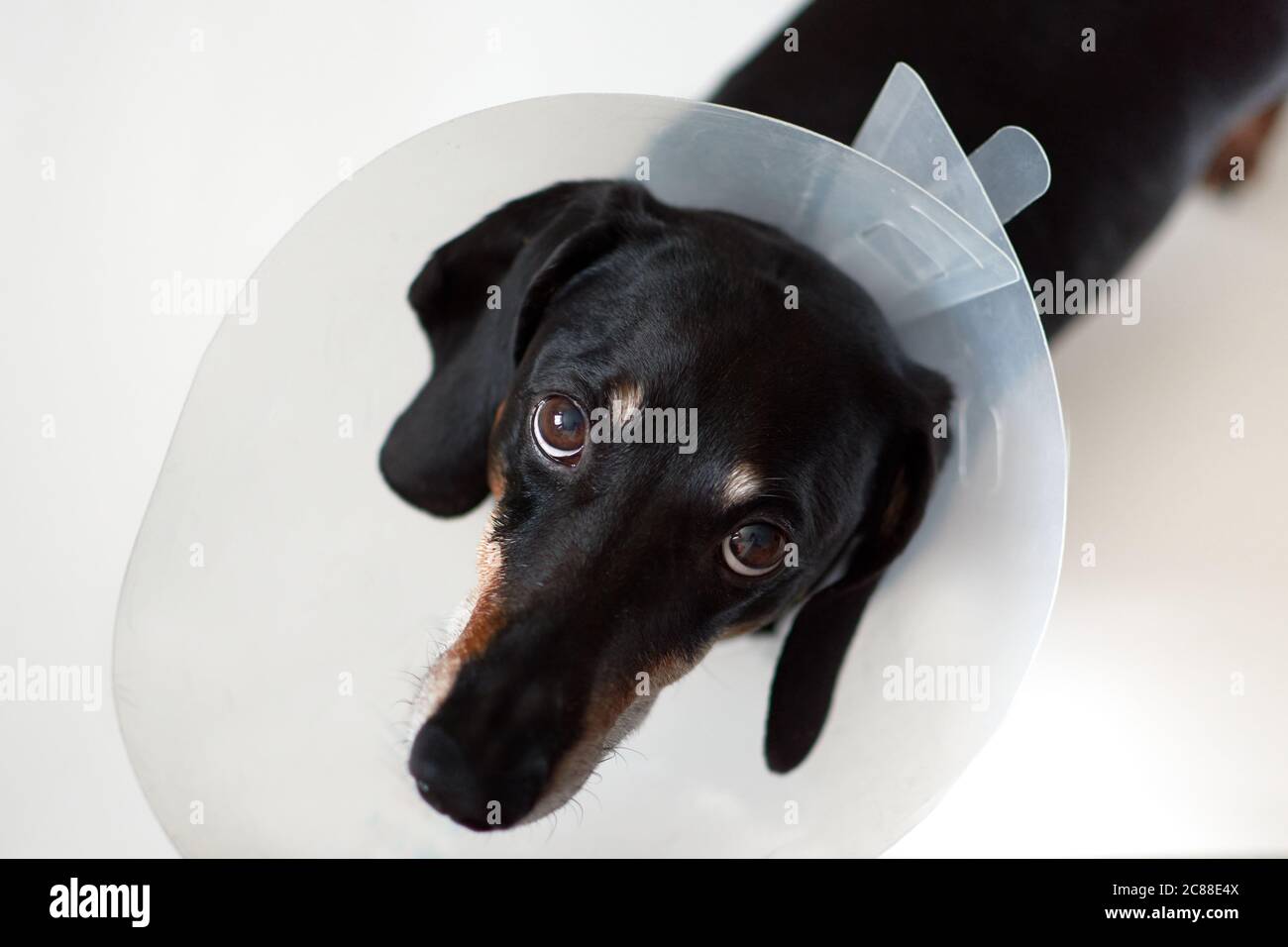 plastic elizabethan collar