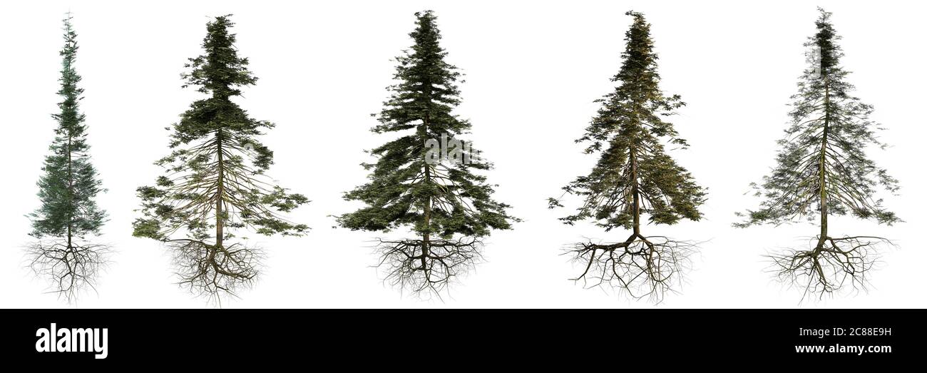 group of conifer trees with roots isolated on white background Stock Photo