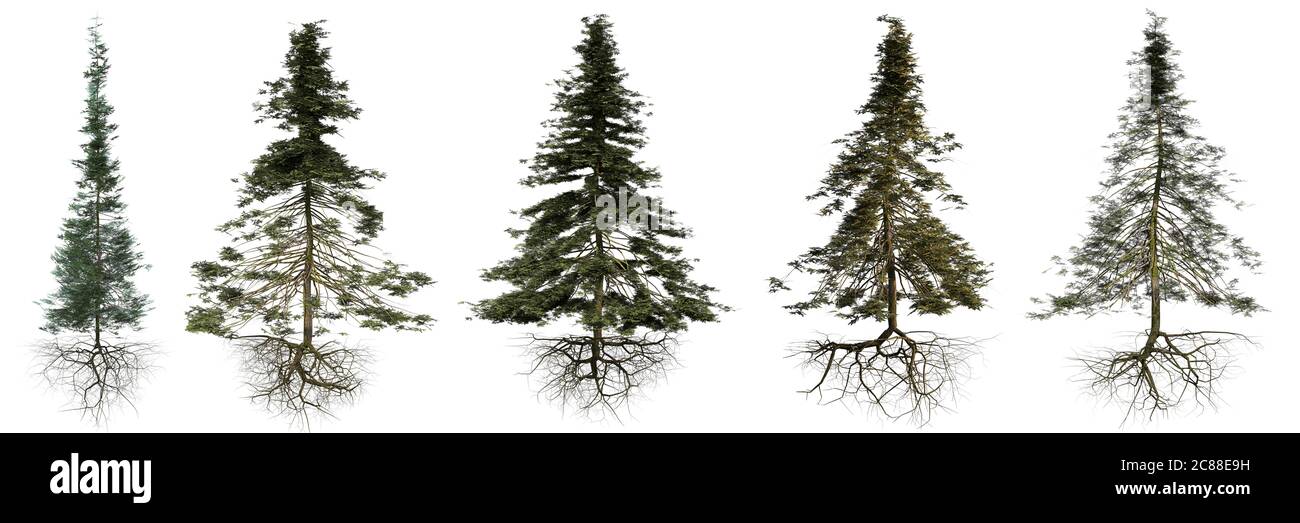 group of conifer trees with roots isolated on white background Stock ...