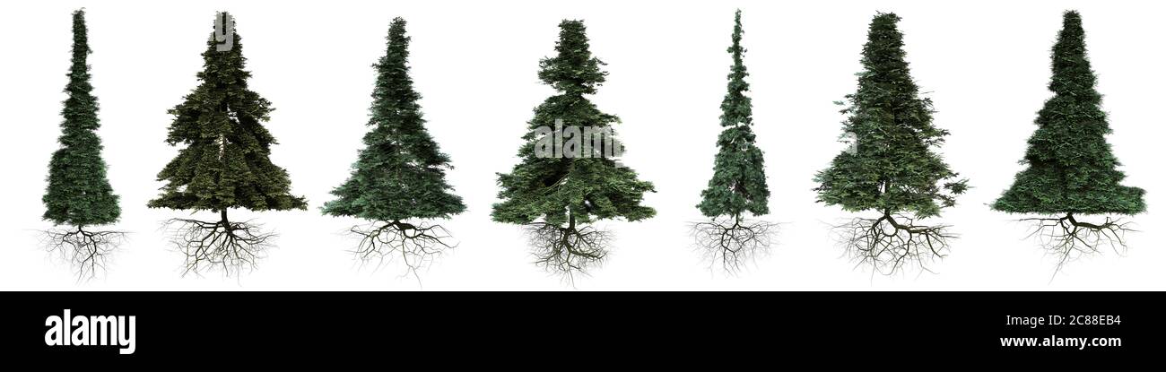 conifer trees with roots isolated on white background Stock Photo