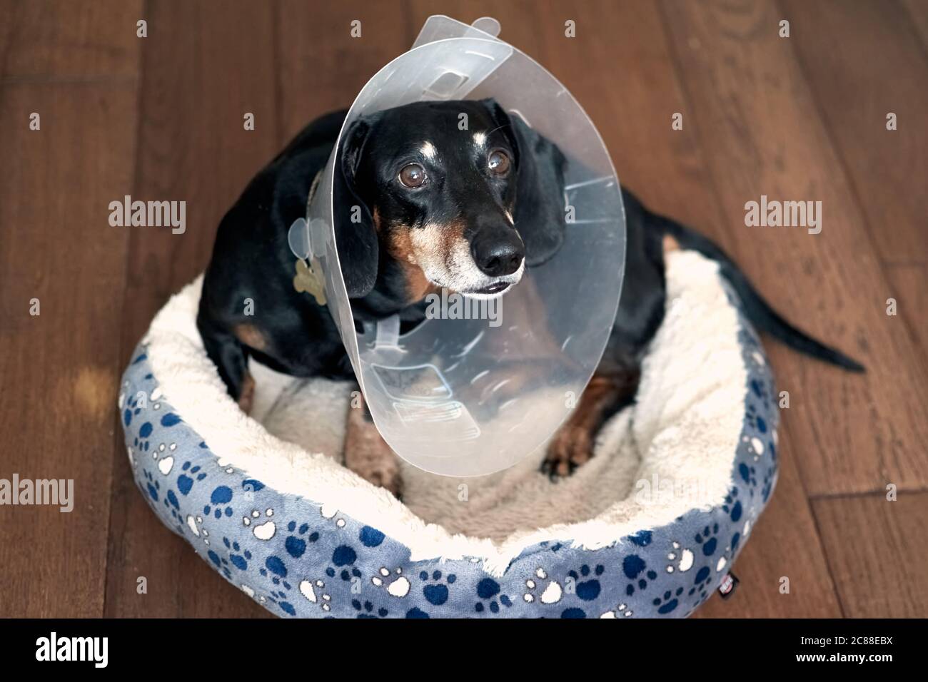 cone dog bed