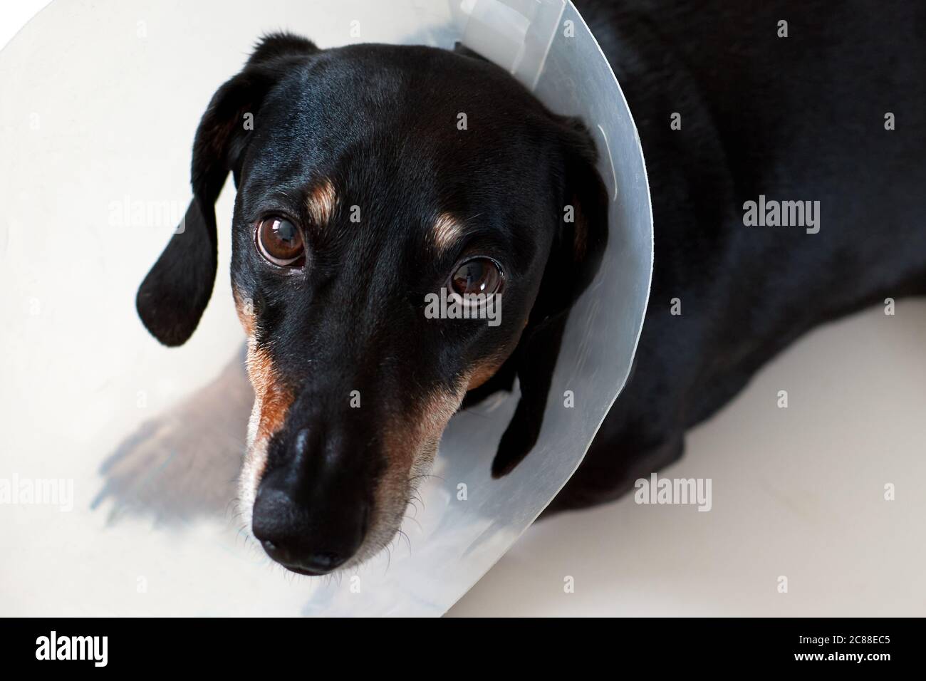Sad dog lying on a bed sick with vet plastic Elizabethan collar on neck