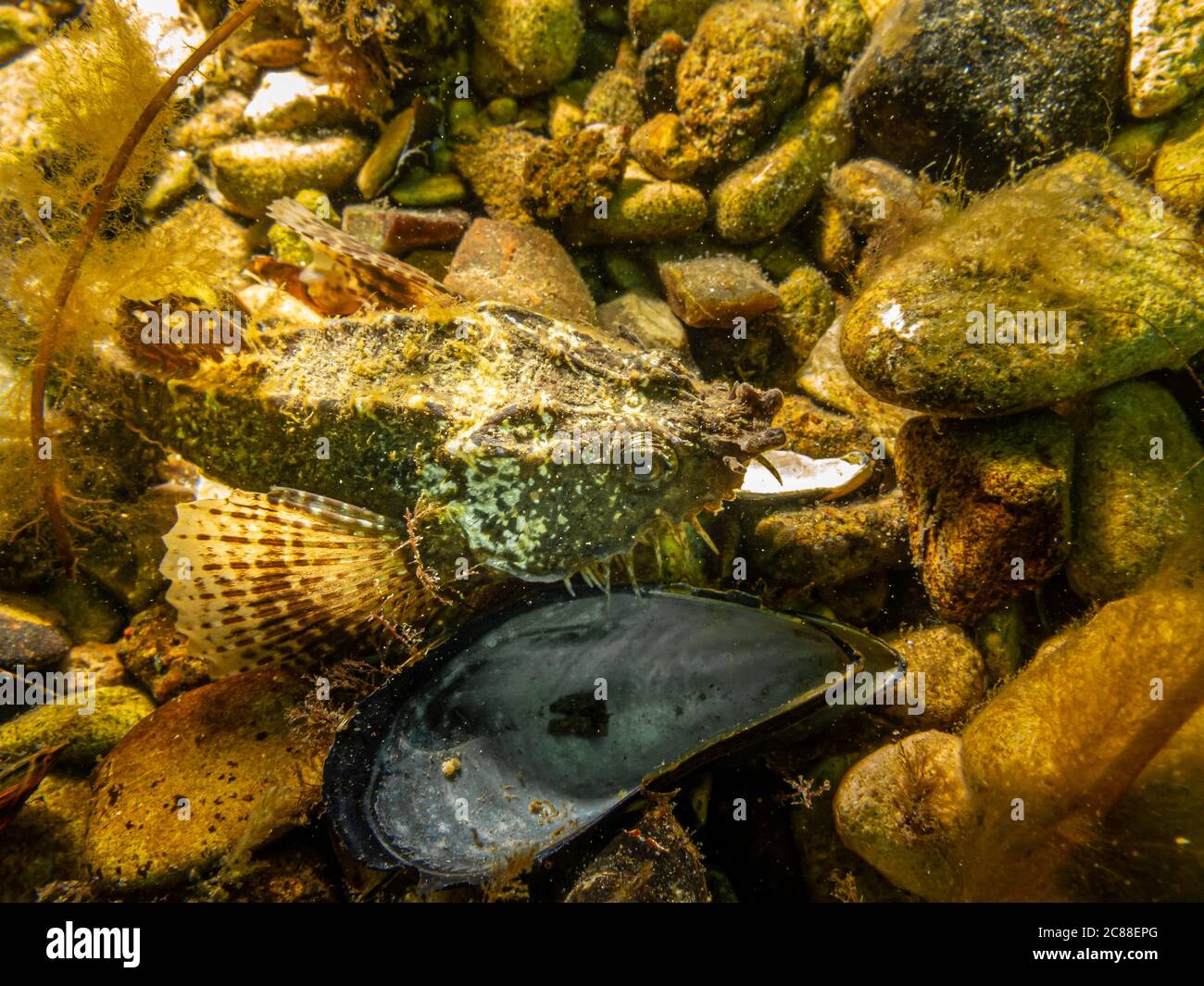 A closeup picture of an Agonus cataphractus, commonly known as the hooknose, pogge, or armed bullhead. Picture from a seascape in Oresund, Malmo southern Sweden Stock Photo
