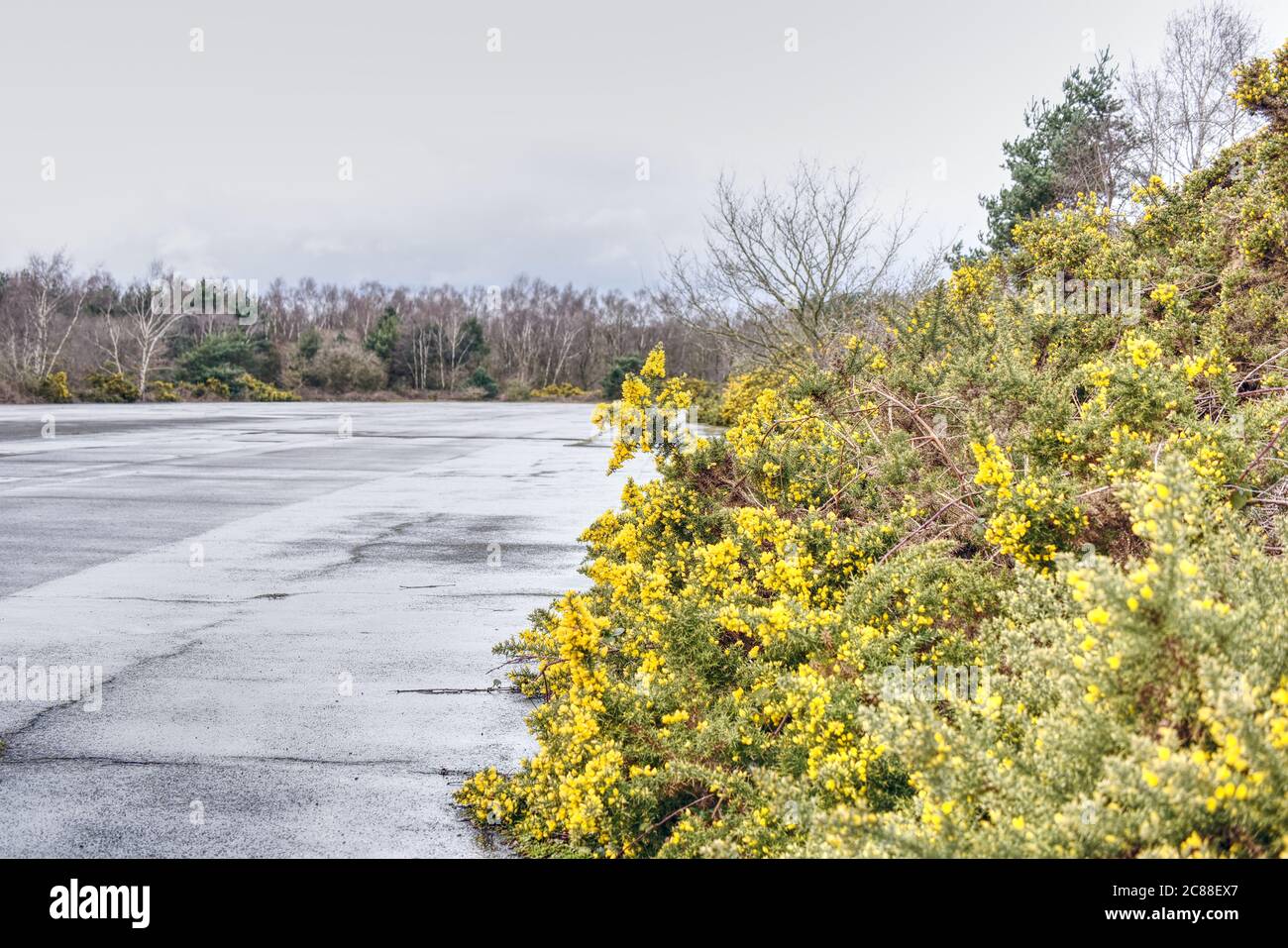 Gorse grows alongside a disused runway in Hampshire Stock Photo