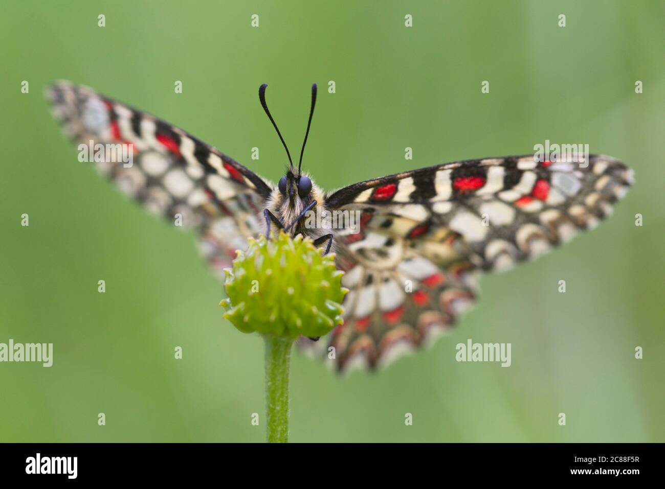 Zerynthia rumina, the Spanish festoon, is a butterfly belonging to the