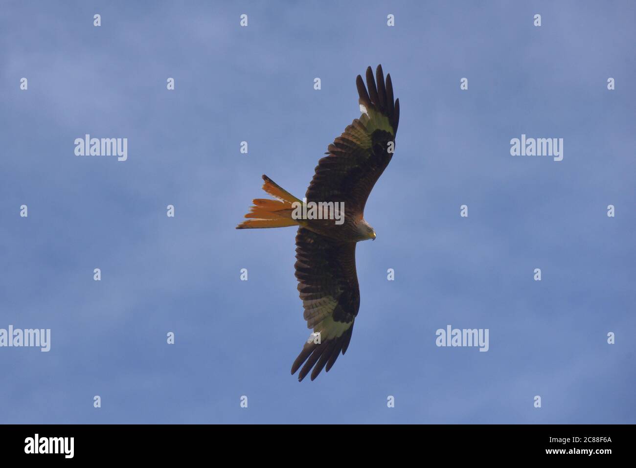A red kite directly overhead in this photo taken on a clear summer day in Surrey Stock Photo