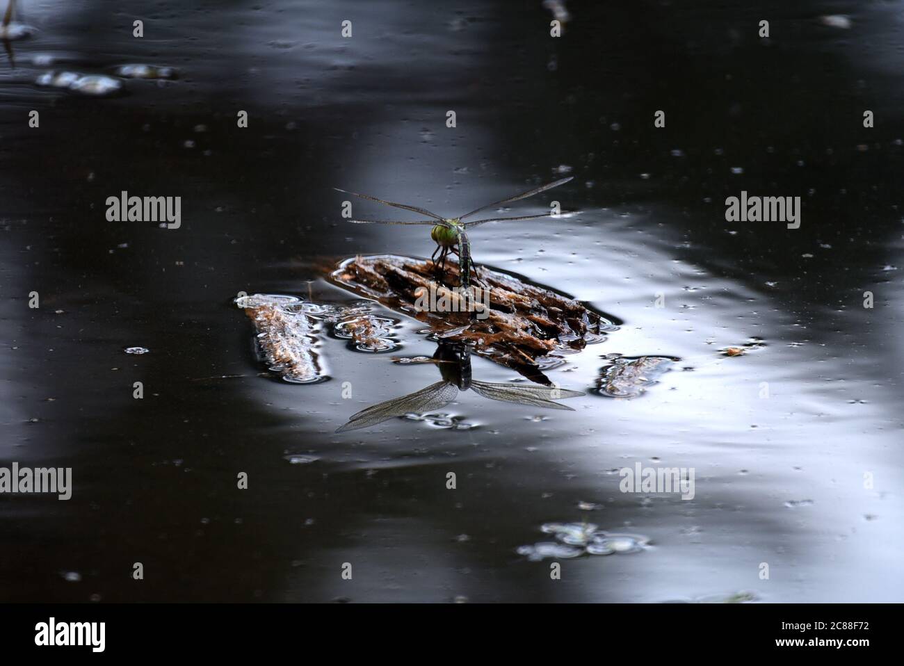 A dragonfly rests in the middle of a puddle in this photo taken on a soggy summer day in Hampshire Stock Photo