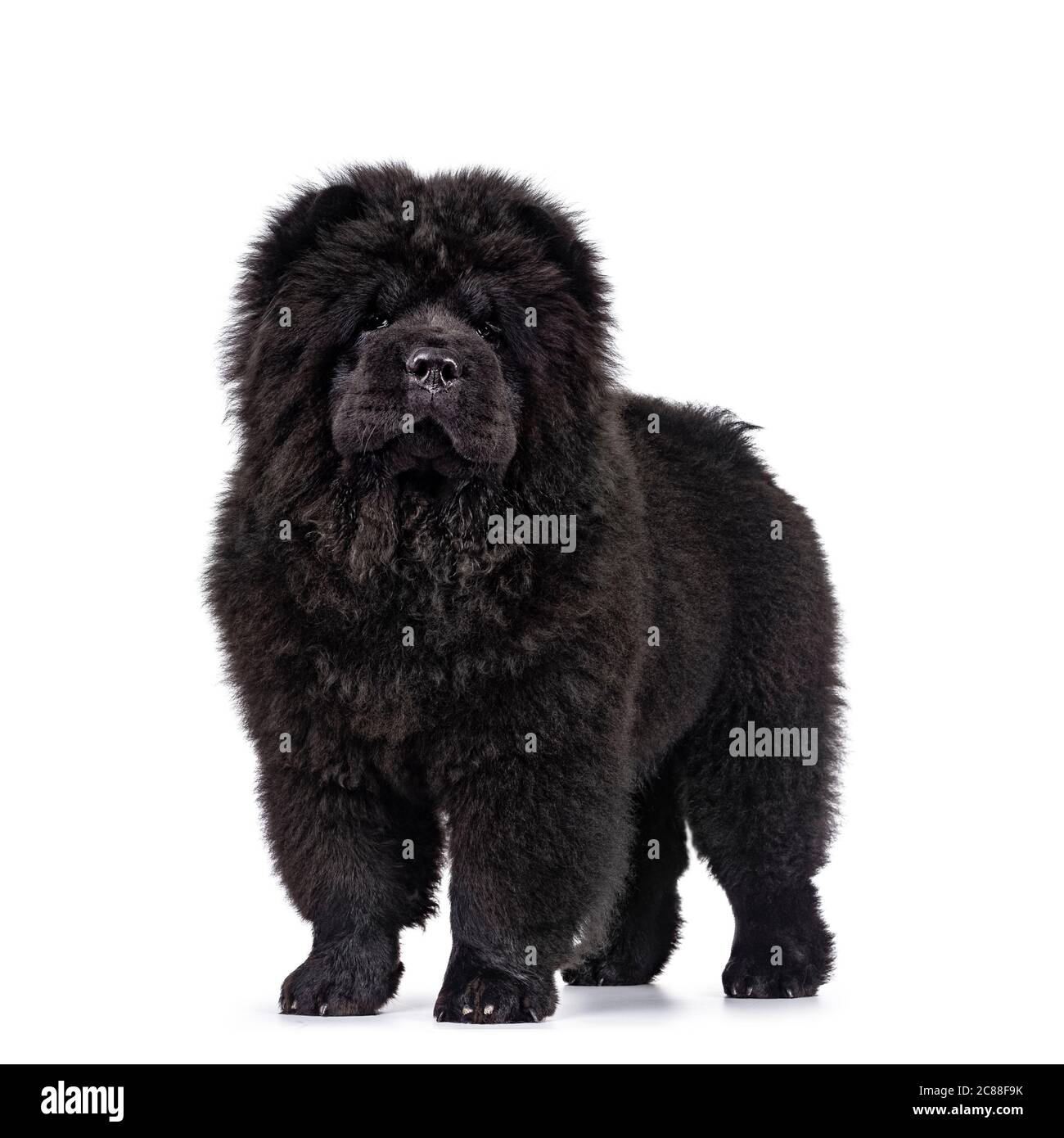 Big black chow chow cheap