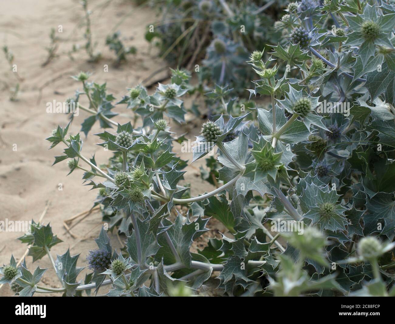 sea holly (Eryngium maritimum) in the dunes of Katwijk/NL. closeup, selective focus Stock Photo