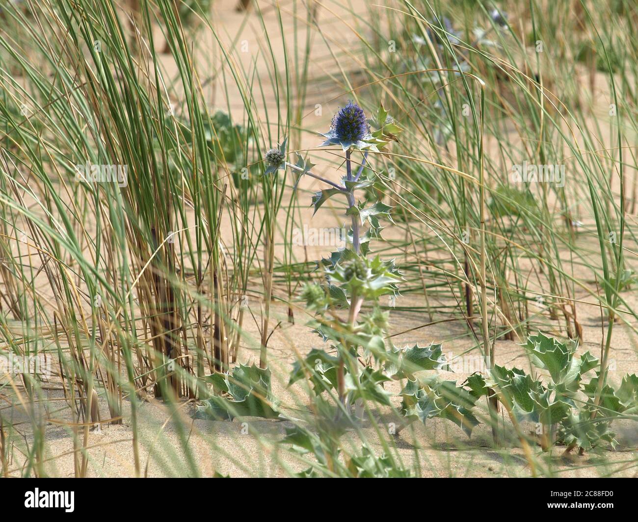 sea holly (Eryngium maritimum) in the dunes of Katwijk/NL. closeup, selective focus Stock Photo