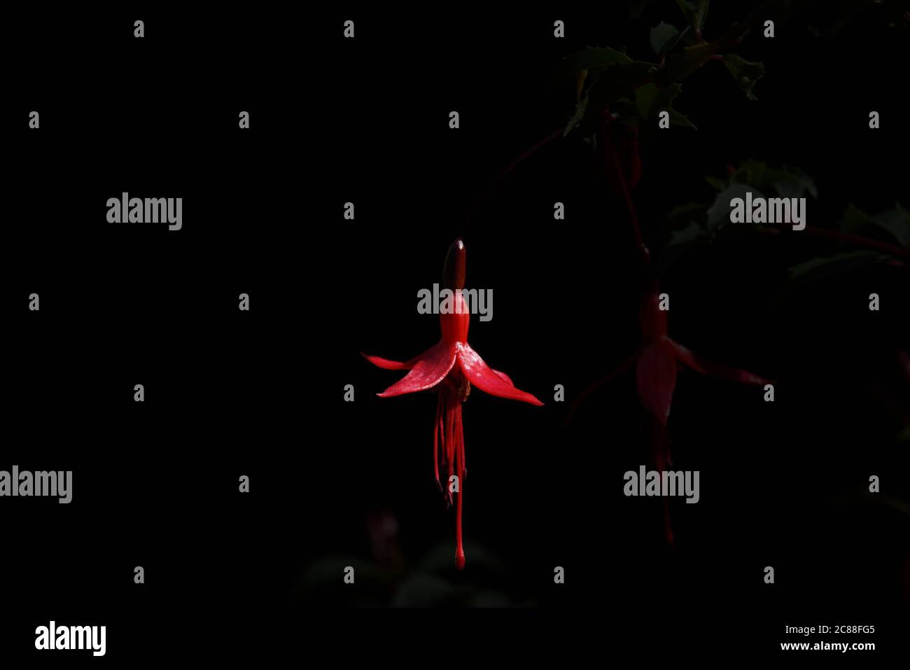 A single fuschia flower stands out against a dark background in this photo taken on a warm day in mid-July Stock Photo