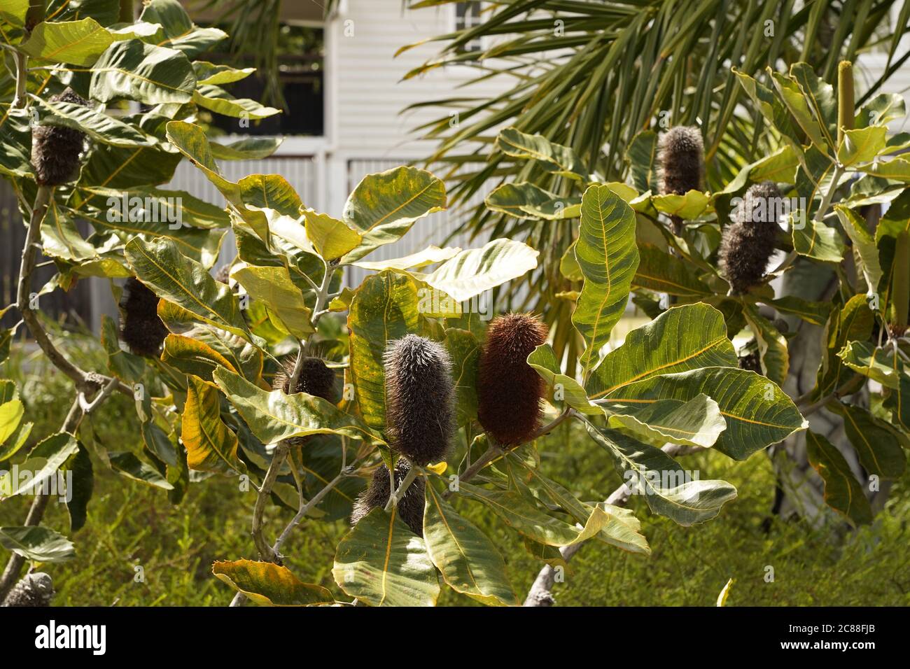 Hairy seed pod of old man banksia tree, Queensland Stock Photo