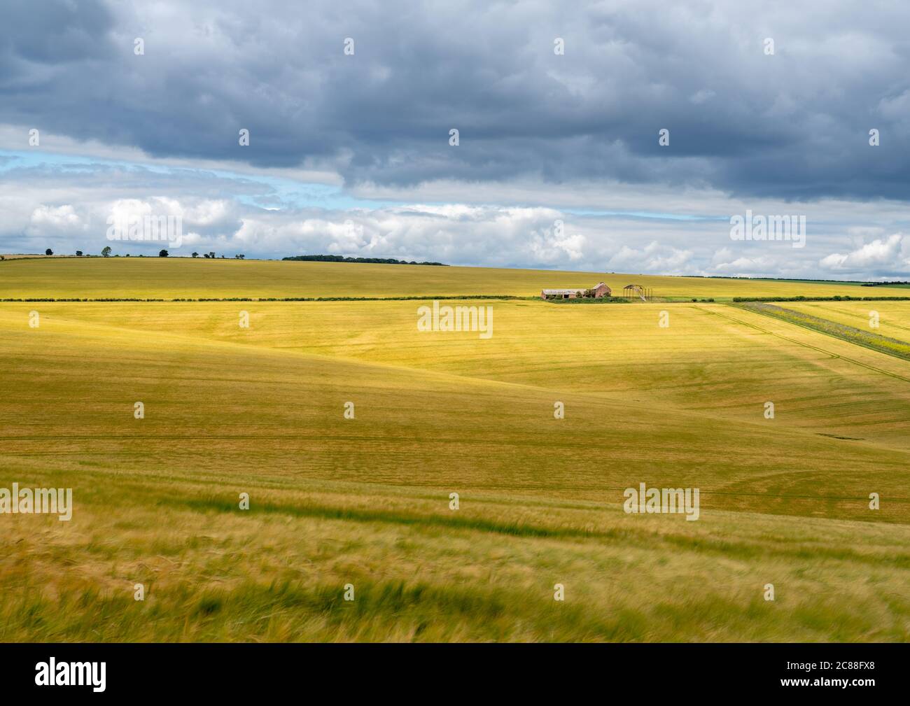 Rolling hills of wheat land hi-res stock photography and images - Alamy