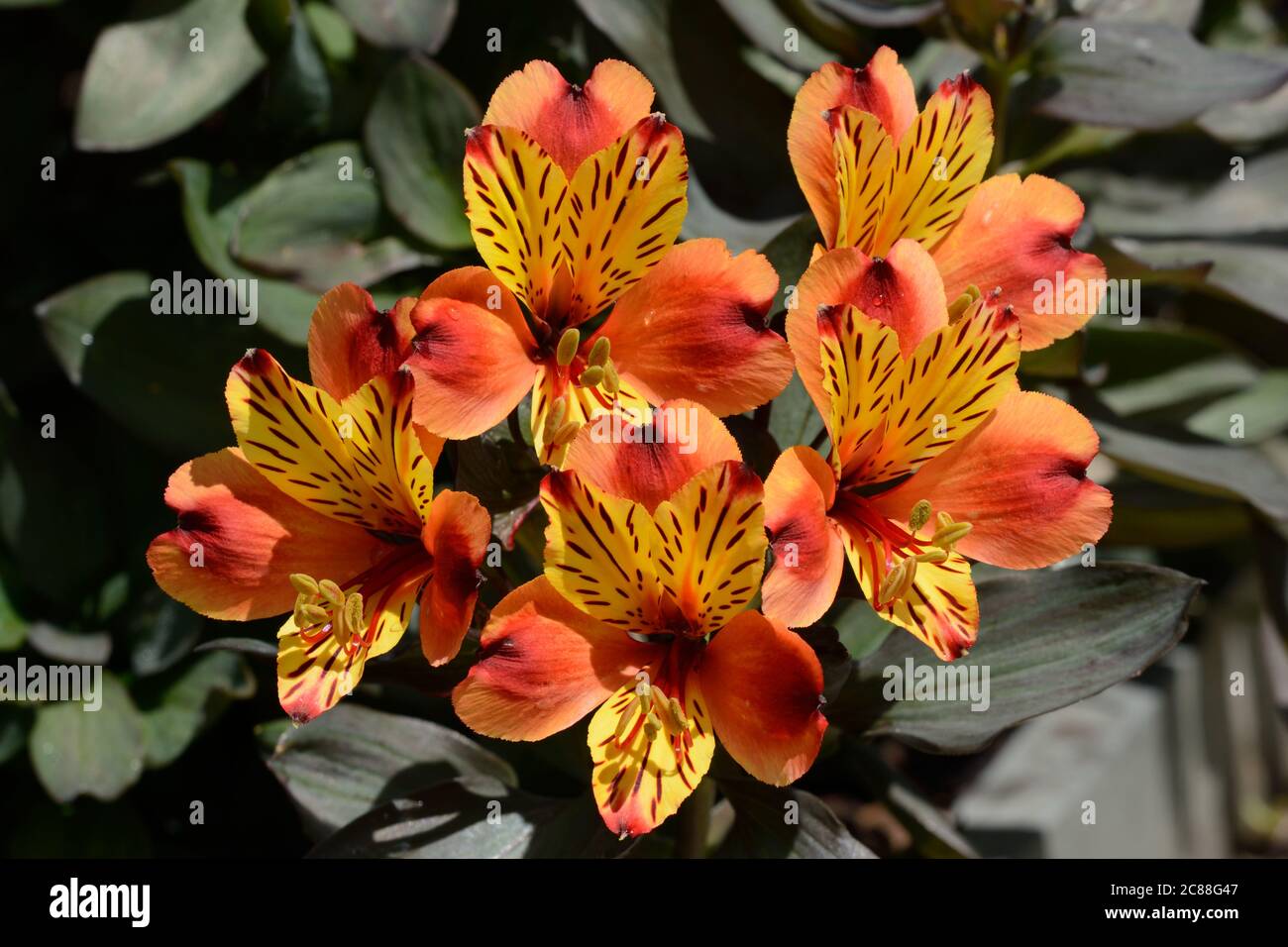 Alstroemeria Indian summer colourful burnt orange and yellow flowers Stock Photo