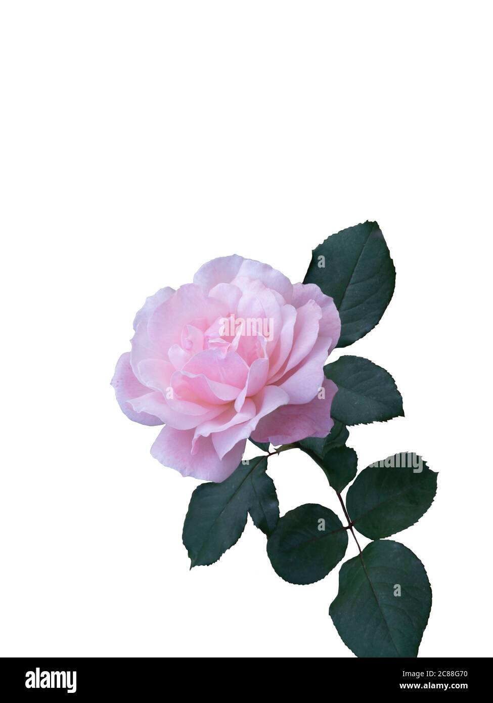 Gentle pink rose isolated on white background. Stock Photo