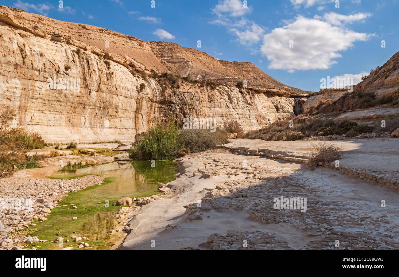 mossy green water in the nahal akev stream in the zin valley in israel with cliffs, the ein akev spring and puffy clouds in the background and slabs o Stock Photo