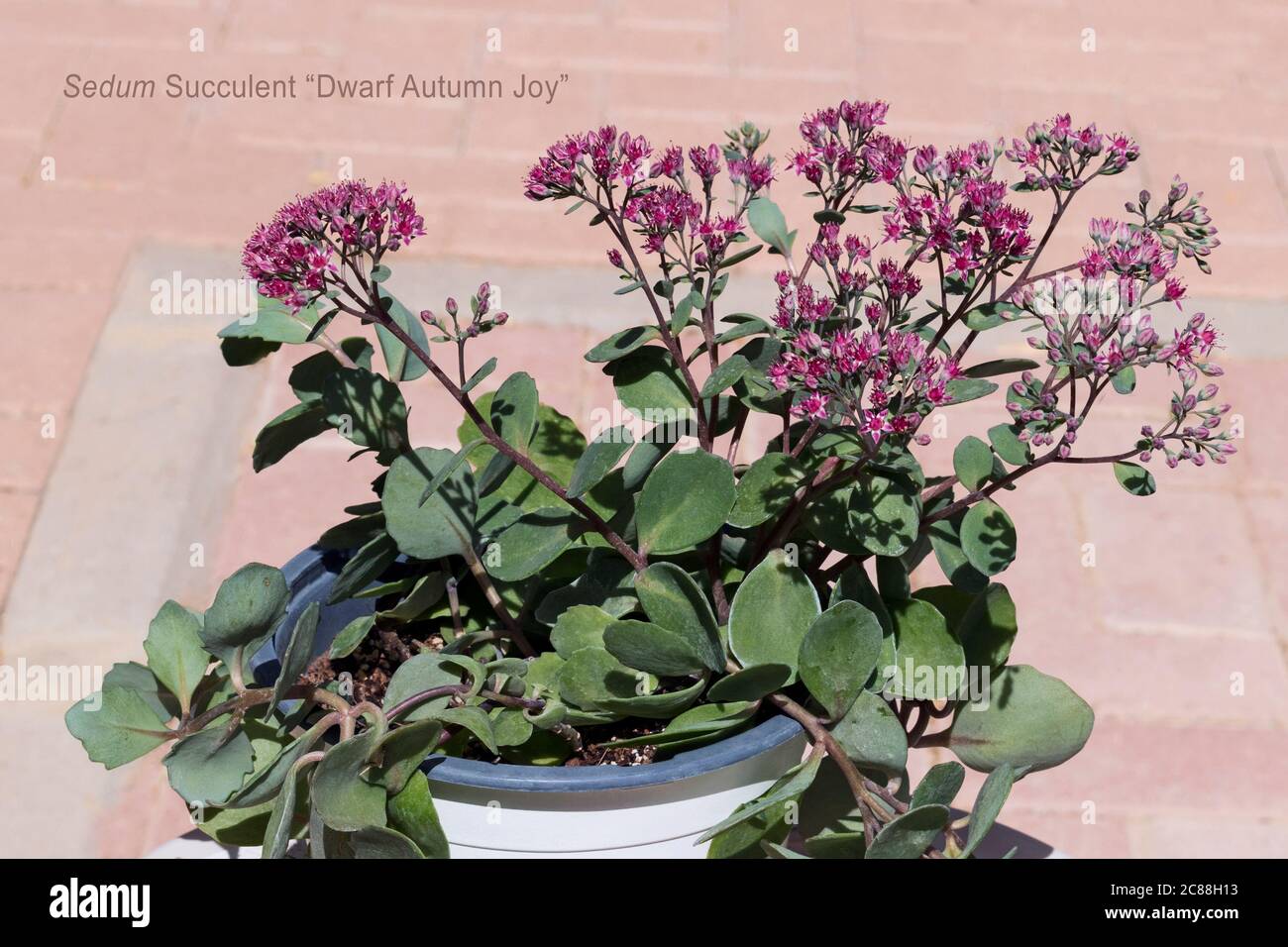 labeled example of a flowering dwarf autumn joy sedum stonecrop growing in a container with a blurred brick patio in the background Stock Photo