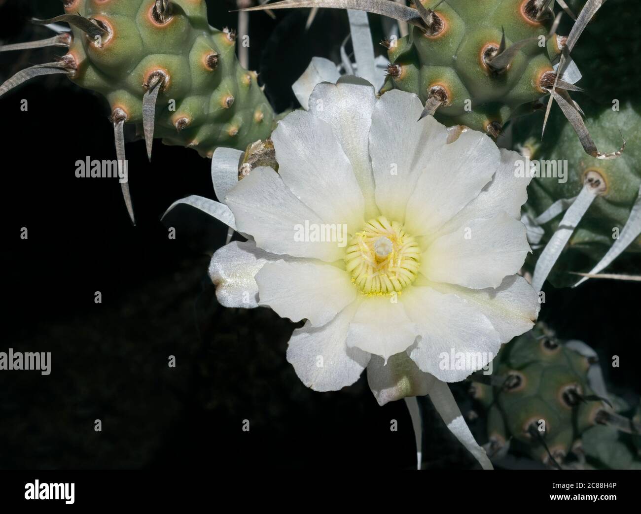 macro of a pearly white Tephrocactus articulatus paper spine cactus flower surrounded by branches and papery spines on a black background Stock Photo