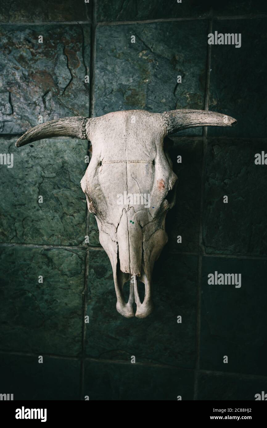 Cattle Skull Stock Photo Alamy