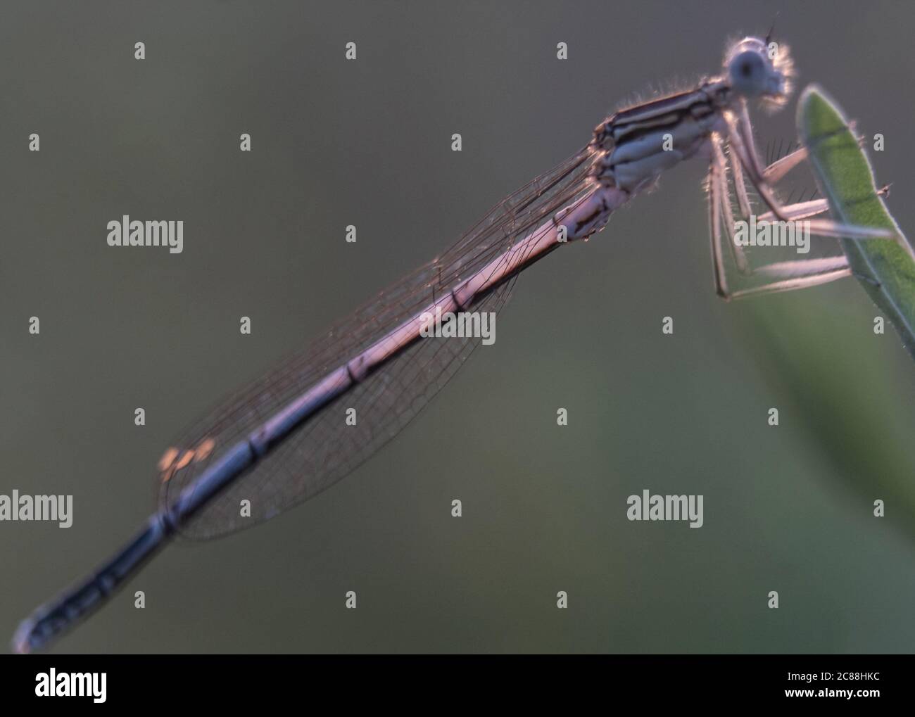 Dragonfly showing of eyes and wings detail.Macro shots, Beautiful ...