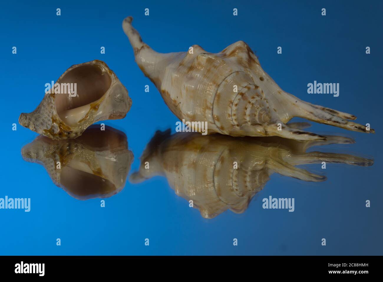 small seasnail shell, broken by the sea Stock Photo
