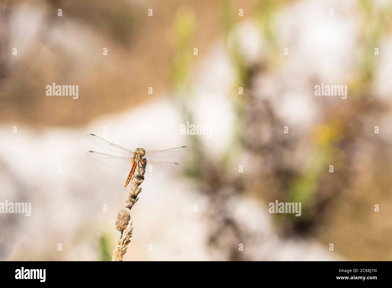 Sympetrum fonscolombii. Invertebrate flying animal, insects class. Dragonflies are carnivorous insects, have 4 transparent wings with fine ribs. Stock Photo