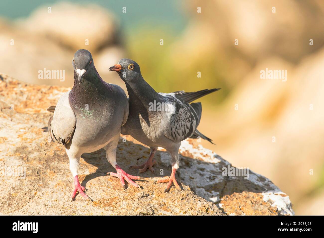 Columba livia.Resident located in the Mediterranean area. Reaches high flights in areas of nesting and feeding. City of Peniche. Portugal. Stock Photo