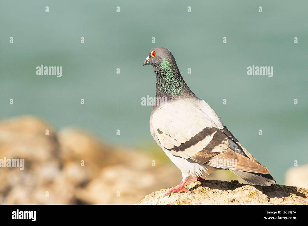 Columba livia.Resident located in the Mediterranean area. Reaches high flights in areas of nesting and feeding. City of Peniche. Portugal. Stock Photo