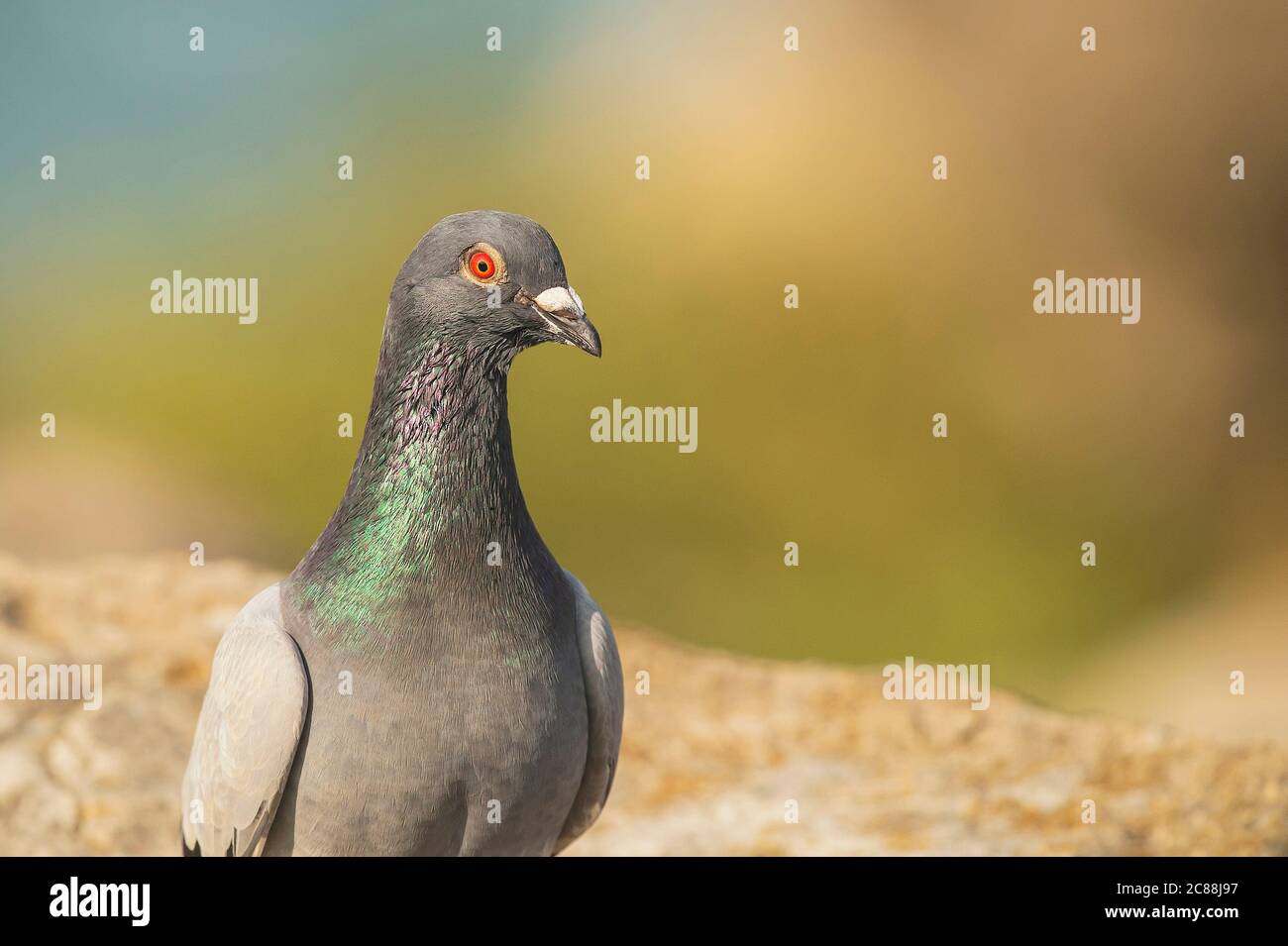 Columba livia.Resident located in the Mediterranean area. Reaches high flights in areas of nesting and feeding. City of Peniche. Portugal. Stock Photo