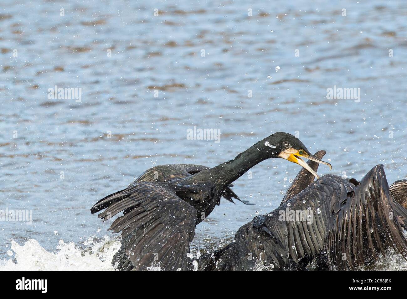 Phalacrocorax carbo. Nests in trees. Reproduces on ledges and cliffs along the seafront. Paul da Tornada village. Stock Photo