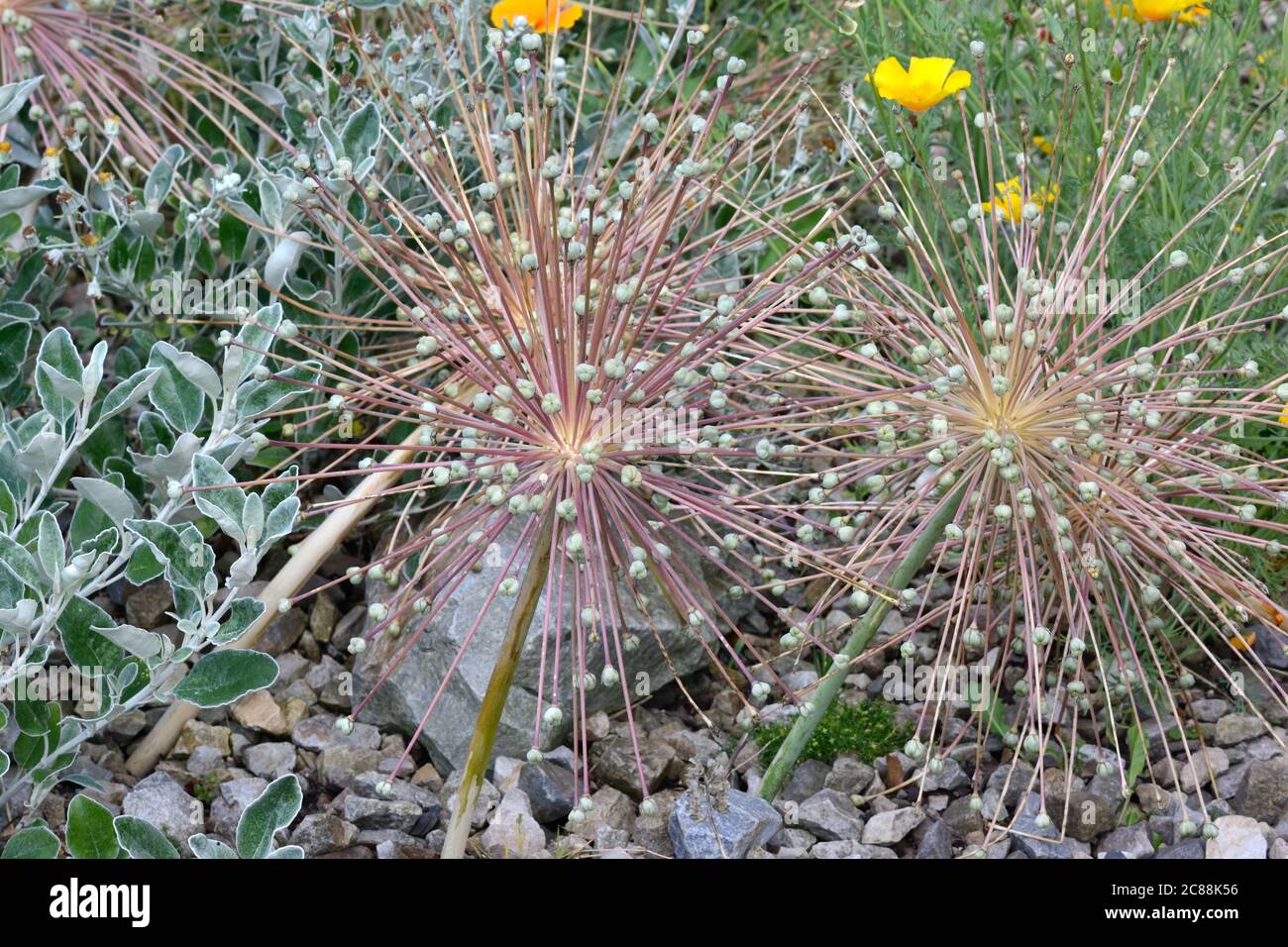Allium Schbertii seedhead Stock Photo