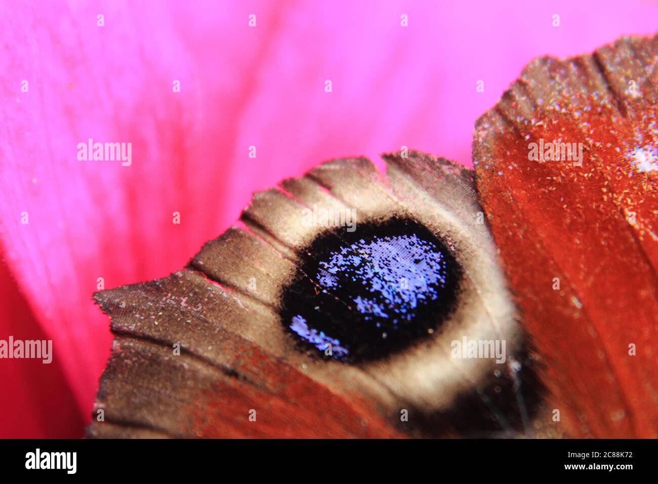 wing of butterfly - nice details of insect Stock Photo