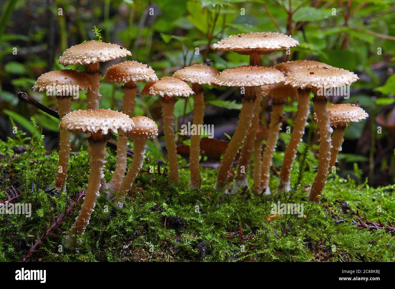 Pholiota Subflammans mushrooms growing in the forest Stock Photo Alamy