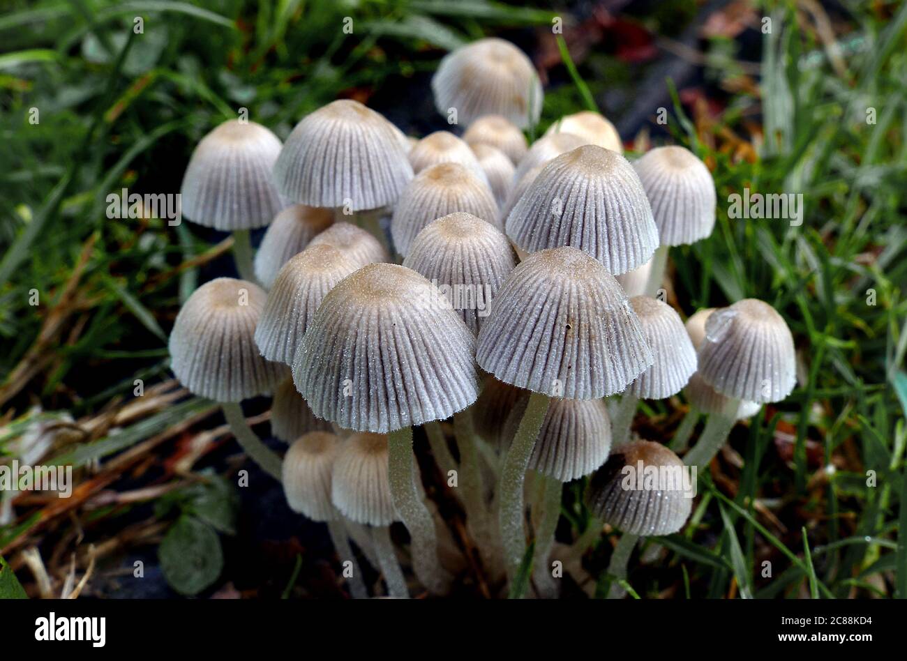 Closeup shot of growing mushrooms in the forest at daytime Stock Photo ...