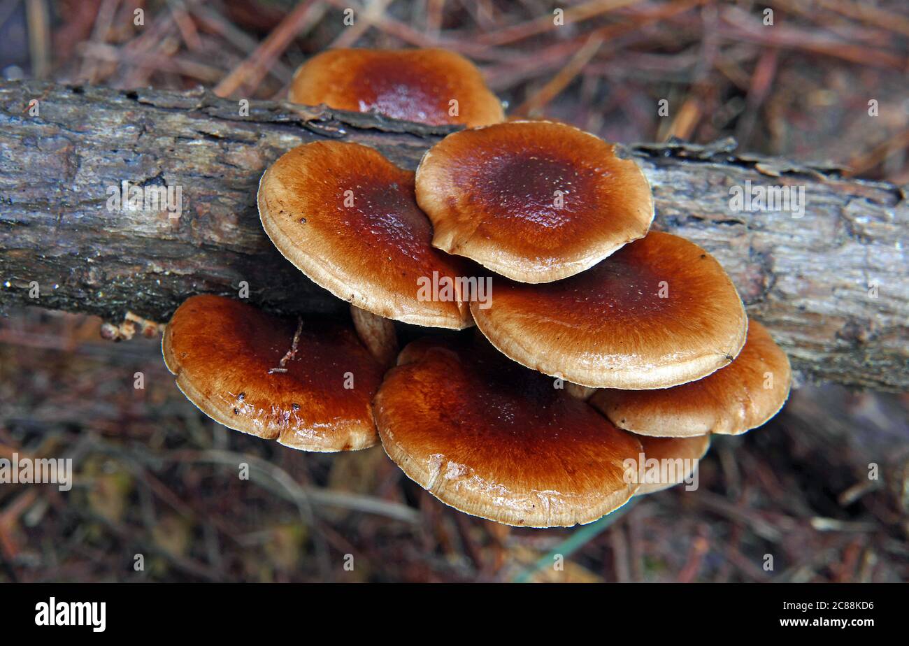 Closeup shot of growing mushrooms in the forest at daytime Stock Photo ...
