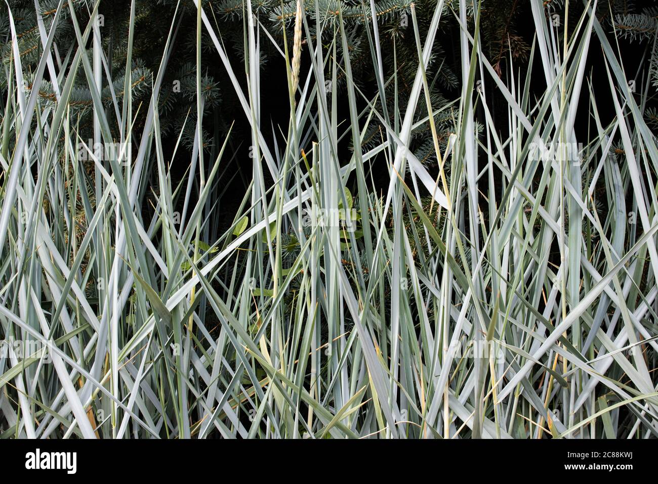 Thin blades of grass hires stock photography and images Alamy