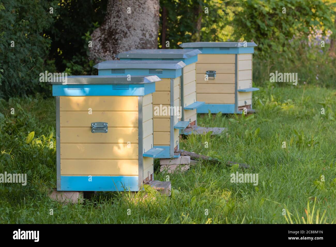 Row of yellow and blue beehives in green meadow. Hives standing in row on an apiary with bees in field. Many beehive on grass field. Beekeeping Stock Photo