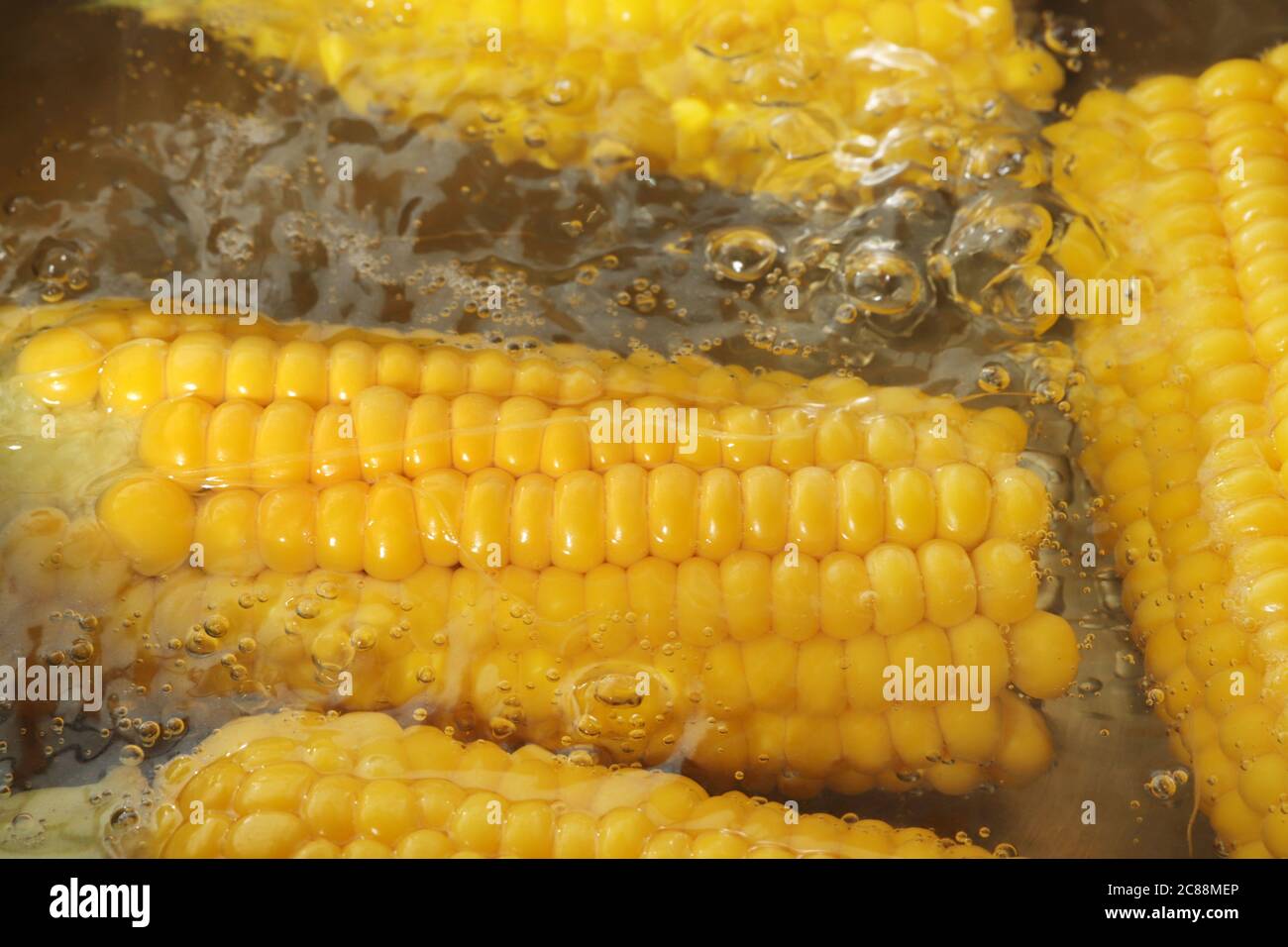 Boiled Corn In Hot Water Stock Photo Alamy boiled-corn-in-hot-water-stock-photo-alamy