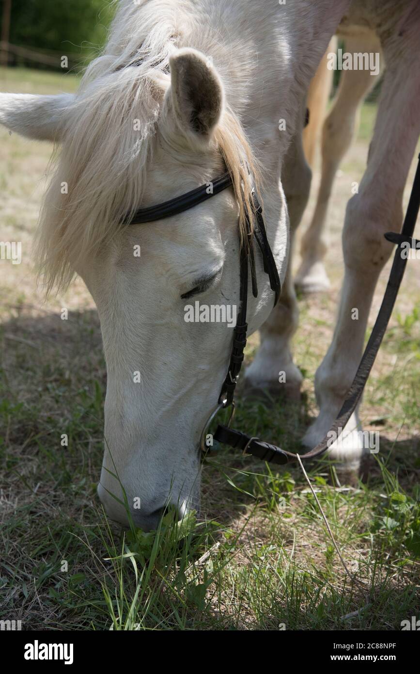A white horse with bridle grazing grass on a pasture Stock Photo