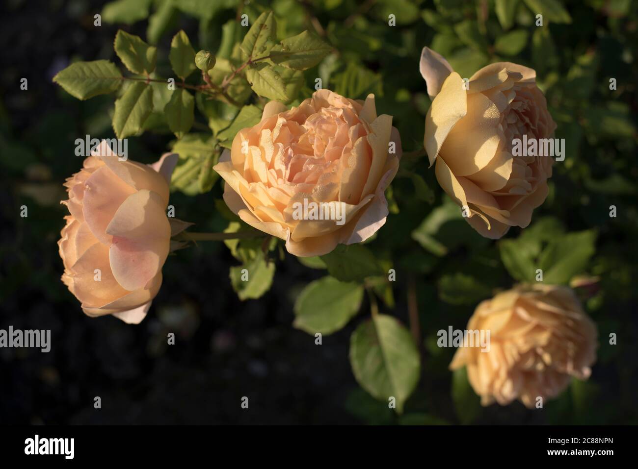 Beige roses hi-res stock photography and images - Alamy